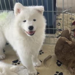 Samoyed Puppies from ArticCross Samoyeds-Florida