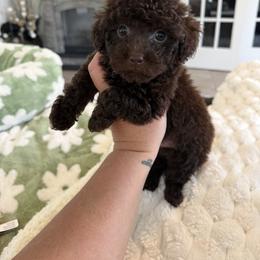 Hershey - Brown male Poodle puppy in Fredericktown, Missouri from Doodle Pups Fur-Ever