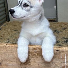 Yermo - Gray and white female Siberian Husky puppy in Madera, Wyoming from Anastasia Siberians