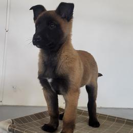 Girl 4 - female Belgian Tervuren puppy in Farmington, Maine from Pine State Shepherds