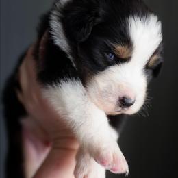 Chocolate Chip - Black tri-color male Australian Shepherd puppy in Georgetown, Texas from River Reign Australian Shepherds