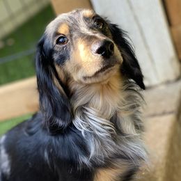 Marlo - Dachshund