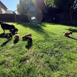 Shiba Inu Puppies from Anko Shibas