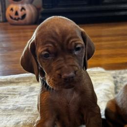 Lauren - Golden rust female Vizsla puppy in Dundee, Iowa from CBJ Vizslas