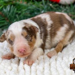 Linden - Red merle male Miniature Australian Shepherd puppy in Granbury, Texas from Best Little Aussies
