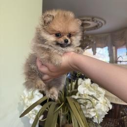Tiny Prada - Orange female Pomeranian puppy in Naples, Florida from Puppies Forever 💙❤️🐶