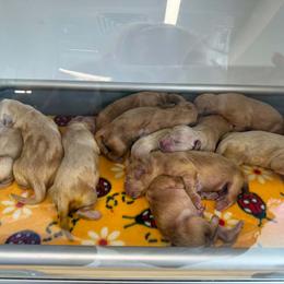 Girl 2 - Golden female Golden Retriever puppy in Edgerton, Wisconsin from ERSA Acres Golden Retrievers...limited registration only offered, AKC Moyen and Miniature Poodles