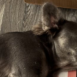 French Bulldogs from Perkins Bulldogs