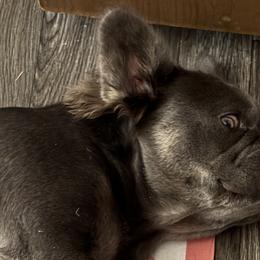 French Bulldogs from Perkins Bulldogs