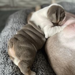 Bulldog Puppies from Bougie Bullies & Birds LLC