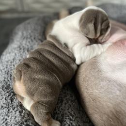 Bulldog Puppies from Bougie Bullies & Birds LLC
