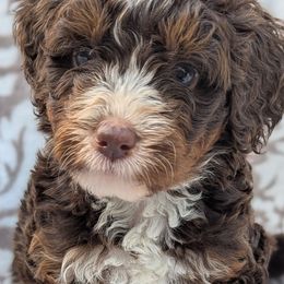 Blue collar aka Ocean - Tri-color male Bernedoodle puppy in Connecticut from Valley View Doodles