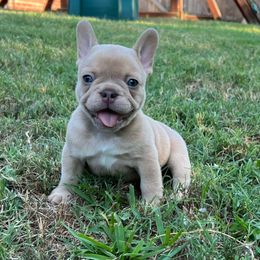 Bear - Fawn male French Bulldog puppy in Grand Prairie, Texas from Avelar’s Top Shelf Frenchies