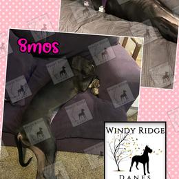 Great Dane Puppies from Windy Ridge Danes