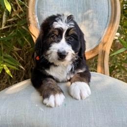 Bonbon - Tri-color male Bernedoodle puppy in Queen Creek, Arizona from Dulcito Doodles