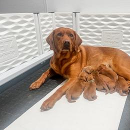 Labrador Retriever Puppies from Mid-Columbia Labradors