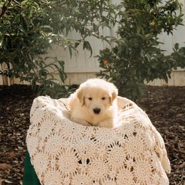 Noah - Golden male Golden Retriever puppy in Ramona, California from SDPREMIERGOLDENS