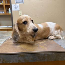 Willy Nelson - Dapple male Dachshund puppy in Irving, Texas from DFW Dachshunds by G & S