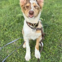 Border Collie Puppies from Chasing Dreams Border Collies