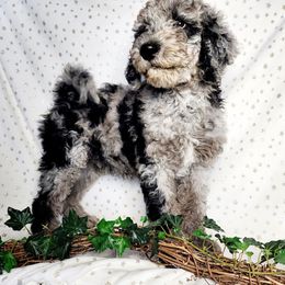 Bono - Merle Labradoodle puppy in Phoenix, Arizona from AZ Blue Sky Dogs