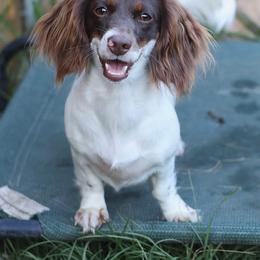 Sooie - Dachshund