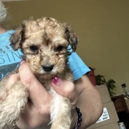 Lola - Sable female Goldendoodle puppy in Waynesboro, Virginia from Forest Creek Kennel