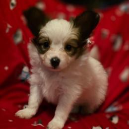 Jenny - White and sable female Papillon puppy in Myakka City, Florida from LaRae's Papillons