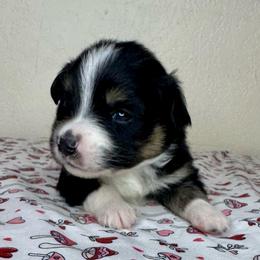 Spice - Black tri female Miniature American Shepherd puppy in Tonasket, Washington from V5 Aussies