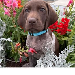 Janice - Liver roan female German Shorthaired Pointer puppy in Spring Valley, Wisconsin from Filipiak Breeders