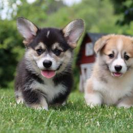 Bixler - Black and tan male Pembroke Welsh Corgi puppy in Pollock, Missouri from Northstar