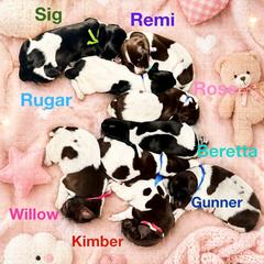 German Shorthaired Pointer puppies from Lisa’s GSP’s