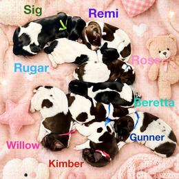 German Shorthaired Pointer puppies from Lisa’s GSP’s