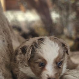Buttercup - Red merle female Miniature Australian Shepherd puppy in Bethany, Connecticut from Tini Thyme Mini Aussies