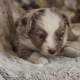 Buttercup - Red merle female Miniature Australian Shepherd puppy in Bethany, Connecticut from Tini Thyme Mini Aussies