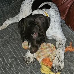 Yellow collar - White and liver male German Shorthaired Pointer puppy in Glendive, Montana from Lazy Hearts Kennel