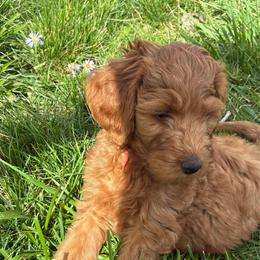 Caramel - Caramel red female Labradoodle puppy in Montrose, Colorado from Ithilien Labradoodles