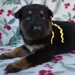 Yellow Boy - Black and tan male German Shepherd puppy in Grants Pass, Oregon from Granville German Shepherds