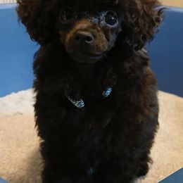 Zadok - Poodle