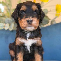 Pixie - Tri-color female Bernedoodle puppy in Yuciapa, California from AlltheDoodlez_