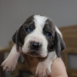 Athena - Blue and white female Basset Hound puppy in Pflugerville, Texas from Mountain Momma Bassets