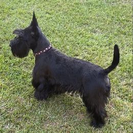 Scottish Terriers and West Highland White Terriers from Curry Hill Westies and Scotties