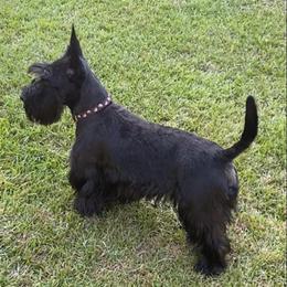 Scottish Terriers and West Highland White Terriers from Curry Hill Westies and Scotties