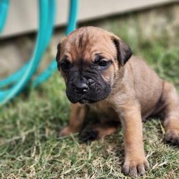 Cane Corso Puppies from Rosalez Kennel