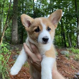 Pembroke Welsh Corgi Puppies from Dalton Family Corgis
