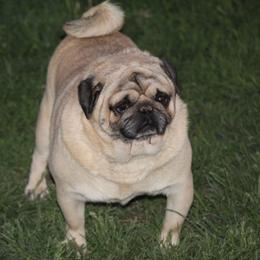 Lincoln - Pug