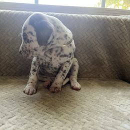 Willow - White and liver brown female Dalmatian puppy in Fort Walton Beach, Alabama from Kasens Dalmatians