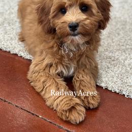 Molly - Red  female Goldendoodle puppy in Milford, Indiana from Railway Acres Kennel
