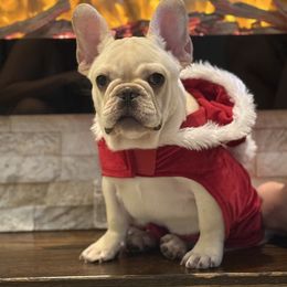 Orange collar - French Bulldog puppy from Big Daddy Frenchies