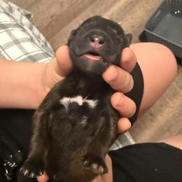 Black - Fawn sable male Belgian Malinois puppy in Boise, Idaho from Wings of Freedom Retrievers and Malinois