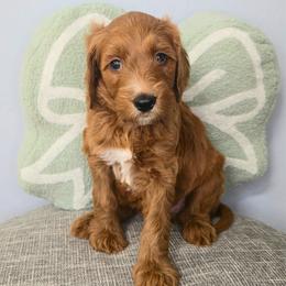 OCEAN - Red  male Goldendoodle puppy in Sugar Land, Texas from Sugar Doodles